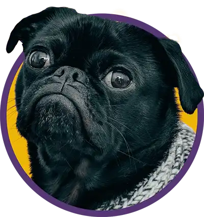 Close up of a black pug dog