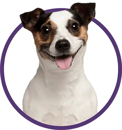 Brown and white terrier dog