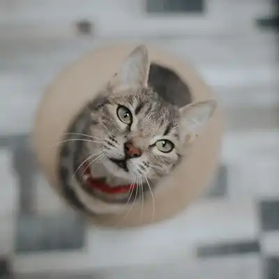 Tabby cat looking up at camera
