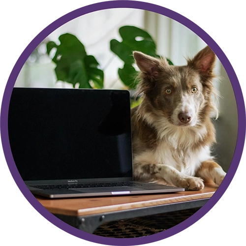 Brown dog with a laptop