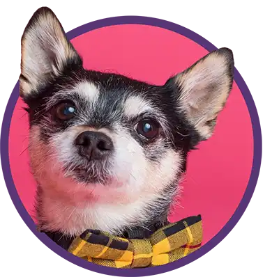 Dog wearing a yellow plaid bowtie