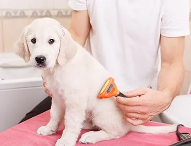 Grooming