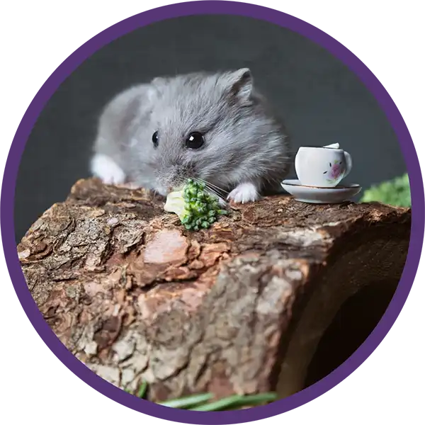 Hamster sitting on a log