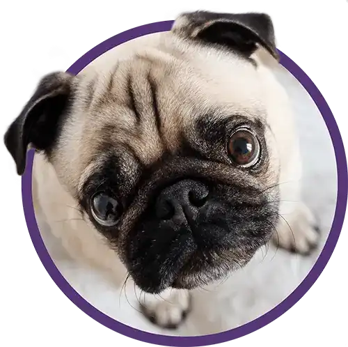 Puppy pug looking up