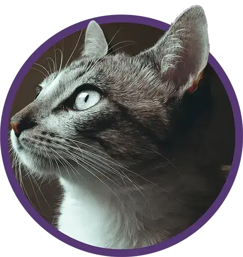 Cat looking into the distance