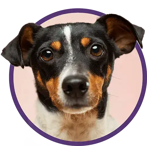 Jack russell dog
