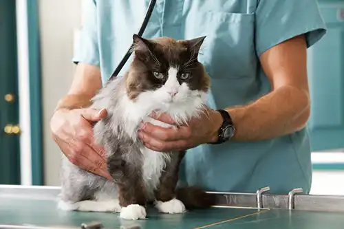 General, Oral, Orthopedic and Ophthalmic Surgery