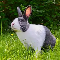 Grey and white rabbit sitting on grass