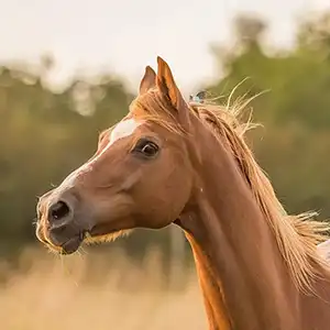 Brown horse in the afternoon