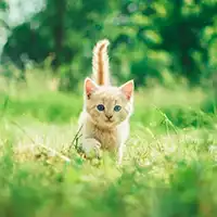 Kitten exploring an open field
