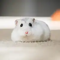 Hamster lying down