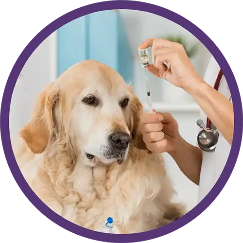 Yellow lab dog getting veterinary shot